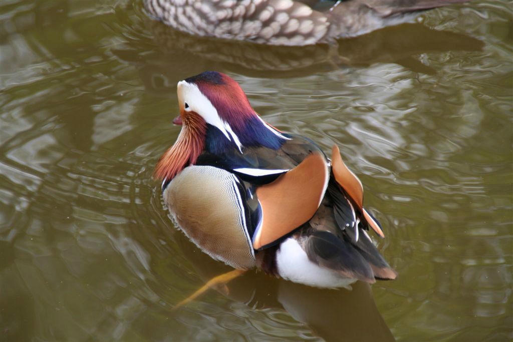 Dieren